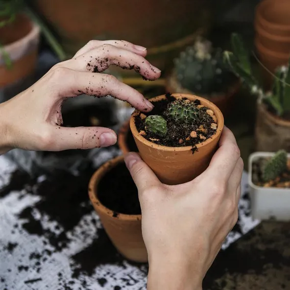 Händer planterar kaktus i liten kruka